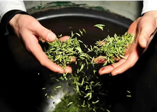 Forecast of Chinese Tea Development Trends Forecast of Chinese Tea Development Trends